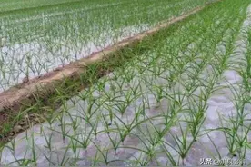 地膜大蒜该如何种？有哪些需要注意的问题图片