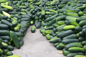 冬瓜的种植技术及贮藏方法图片