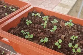 阳台种植蔬菜，农户掌握4点，长势快，方法很简单图片