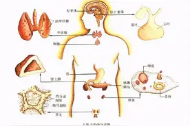 内分泌是啥？为什么会失调？图片