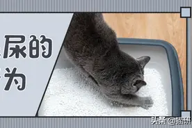 如何在日常生活中判断猫咪尿尿是否正常？图片