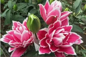 6种“漂亮花”，不能放卧室，伤害身体不健康，赶紧搬出去图片