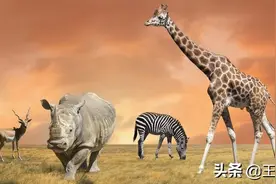 《穿越非洲两百年》:奇幻瑰丽的非洲世界像罂粟般惹人爱怜图片