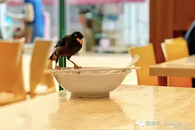新加坡小鸟面临严重食物短缺：你们不去巴刹了，我吃啥？图片