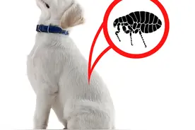 普莱柯微课堂丨科学驱虫系列之猪场常见寄生虫及其危害图片