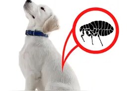 普莱柯微课堂丨科学驱虫系列之猪场常见寄生虫及其危害图片