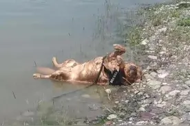 主人在湖边找到失踪的狗狗，当场崩溃，凑近一看发现事情不简单图片