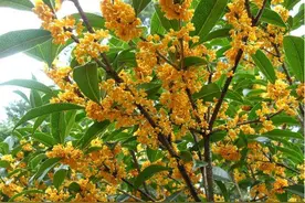 “桂花门前栽，贵人立门内”，这4个地方不宜栽桂花，看完有数了图片