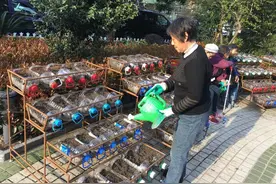 ​塑料桶里长蔬菜一次摘10斤，大妈10平方阳台打造豪华菜园，吃不完图片