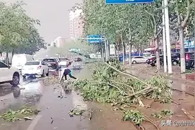 大风刮断行道树，青县一少年冒雨清理，学校：表彰奖励图片