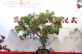 广东荔枝古树“远嫁”上海 全国采购商和上海市民同选“佳荔”图片