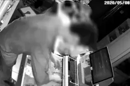 两小偷把便利店当成自己家，翻箱倒柜大吃大喝后出来……蒙了！图片