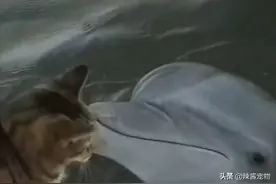 猫咪竟和海豚成了朋友，每天泡在海洋馆里，饲养员十分惊讶图片
