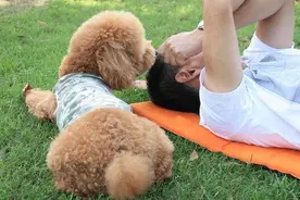 泰迪犯错后，这几种惩罚方法最有效，你试过吗？图片