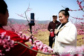 视觉临汾：线上直播提升贺家庄桃果品牌影响力图片