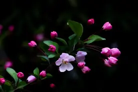 别不承认，每年都科普，桃花梨花杏花…你还是分不清图片
