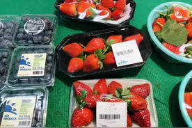 今冬“提前批”草莓已在郑州上市了，有品种一斤卖到近70元！为啥这么贵？图片