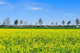 周末去哪玩？— 北京顺义百亩油菜花田图片
