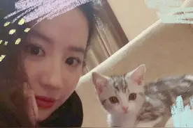 Lisa养了折耳猫布偶猫？爱猫人士表示：她这不是爱猫是在害猫图片