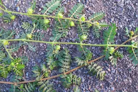野草是药，畜牧业用好是个宝，兽医老王谈草药在畜牧业应用（三）图片