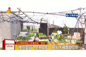长沙一小区楼顶变“菜园”，风一吹，呕…城管出手图片