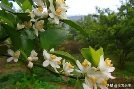 4月已过，留给保花保果的时间不多了！做好这几点确保柑橘产量图片