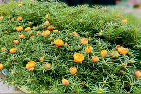 为什么我的太阳花盆栽开花很小？别人的太阳花开花很大图片
