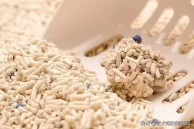 猫砂应该怎么选？主人在给猫咪选猫砂前，一定要搞清楚这几点图片