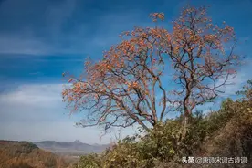 一树红柿摇乡愁图片