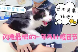 女友听说：脾气再爆的猫咪只要一打针就会怂成超粘人的小乖乖？图片