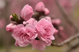 美！济南这处桃花源惊艳了这个春天……图片