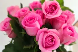 浓香四季开花玫瑰图片