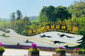 西双版纳原始森林公园图片