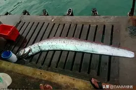 神秘的深海鱼长得像龙，传说它的出现会带来灾难，你了解它吗？图片