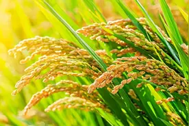 什么叫“杂交水稻”，它和转基因水稻有什么区别？图片