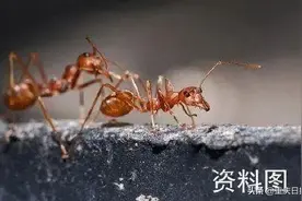 防红火蚁入侵，重庆十部门严密布控图片