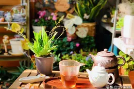 5种“过期药”别扔，磨成粉养花，代替生根粉营养液，杀菌防病害图片