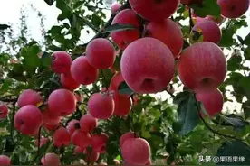 水资源缺乏？苹果要优质高产，只需浇好这四遍水图片