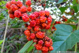 这种野生酸萢，问度娘都不知道是何物图片