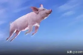 站在风口上，猪都能飞起来图片
