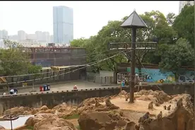 昆明动物园“猴山”旧貌换新颜图片