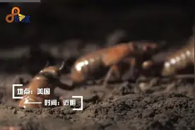 数十亿只蝉在美国席卷 美食还是惊吓图片