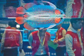 为它整容、送它选美 40年前被人拿来做鱼干的它，如今化身为“龙”图片