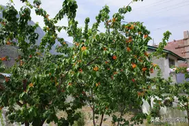 泸宁早樱桃红遍四川凉山锦屏，家家户户房前屋后挂红果图片
