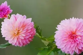 大丽花的种植方法图片