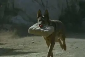 功勋军犬在拍戏时被炸的粉碎，导演却高呼好，让饲养员难过图片