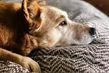 老年犬的饮食指南，教你老年狗狗可以吃什么，主人又该怎么喂图片