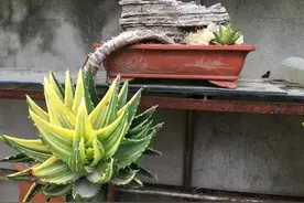 易成老桩的9种“吉祥花”，天冷要多晒，越晒越健壮，能活上百年图片