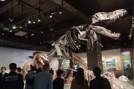 走，一起去看株洲出土的恐龙化石图片