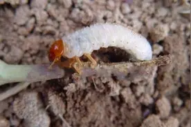 花生蛴螬等地下害虫怎么有效防治才能种出高产花生？方法都在这了图片